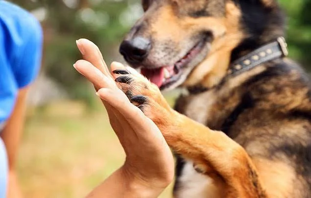 Court convicts dog killer in Cavite