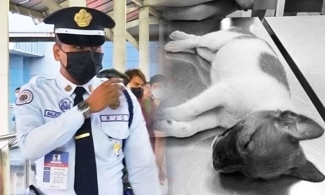 PAWS files criminal complaint vs. mall guard for throwing puppy to death