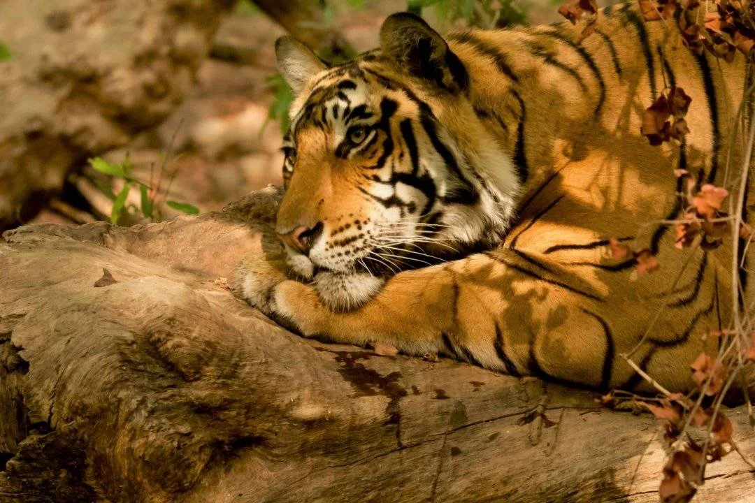 Conan-Dumenil-Tiger-2.webp