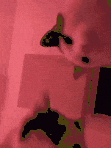 RaveCatsGIF.gif