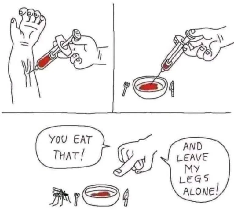 dengue.webp