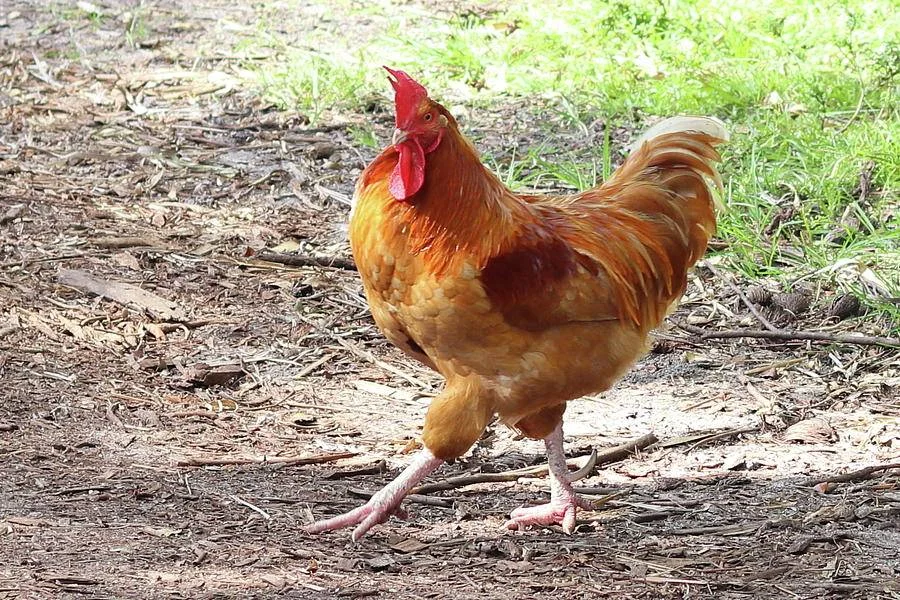 chicken-walking-dianna-tatkow.jpg