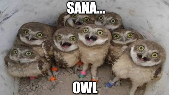 sana-owl-meme2.webp