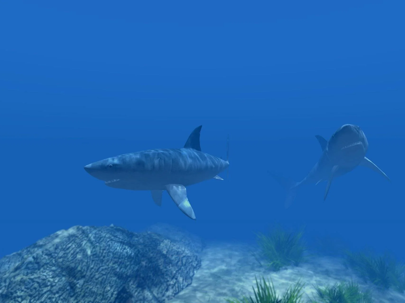 2145157_two-sharks-under-water.webp