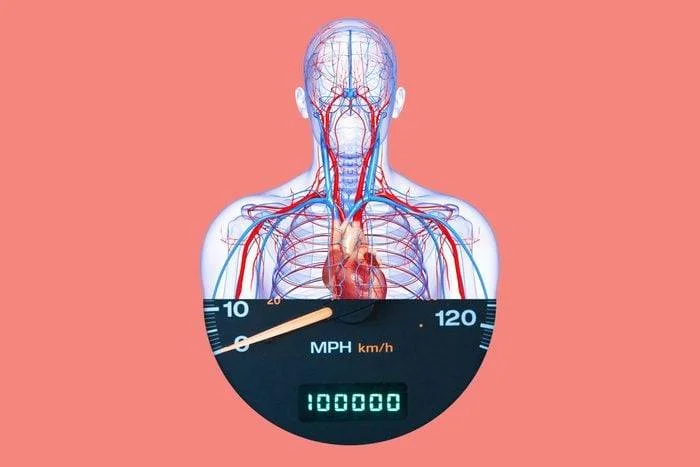circulatory-system-miles-long-interesting-fact_rd.com-2-getty-images.webp