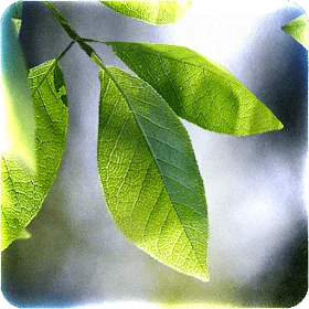 gKIjxaehrpCXmz-GId3_JwXtdxFYjaskyGwoqx3MuJ8_8=s280 (1).png