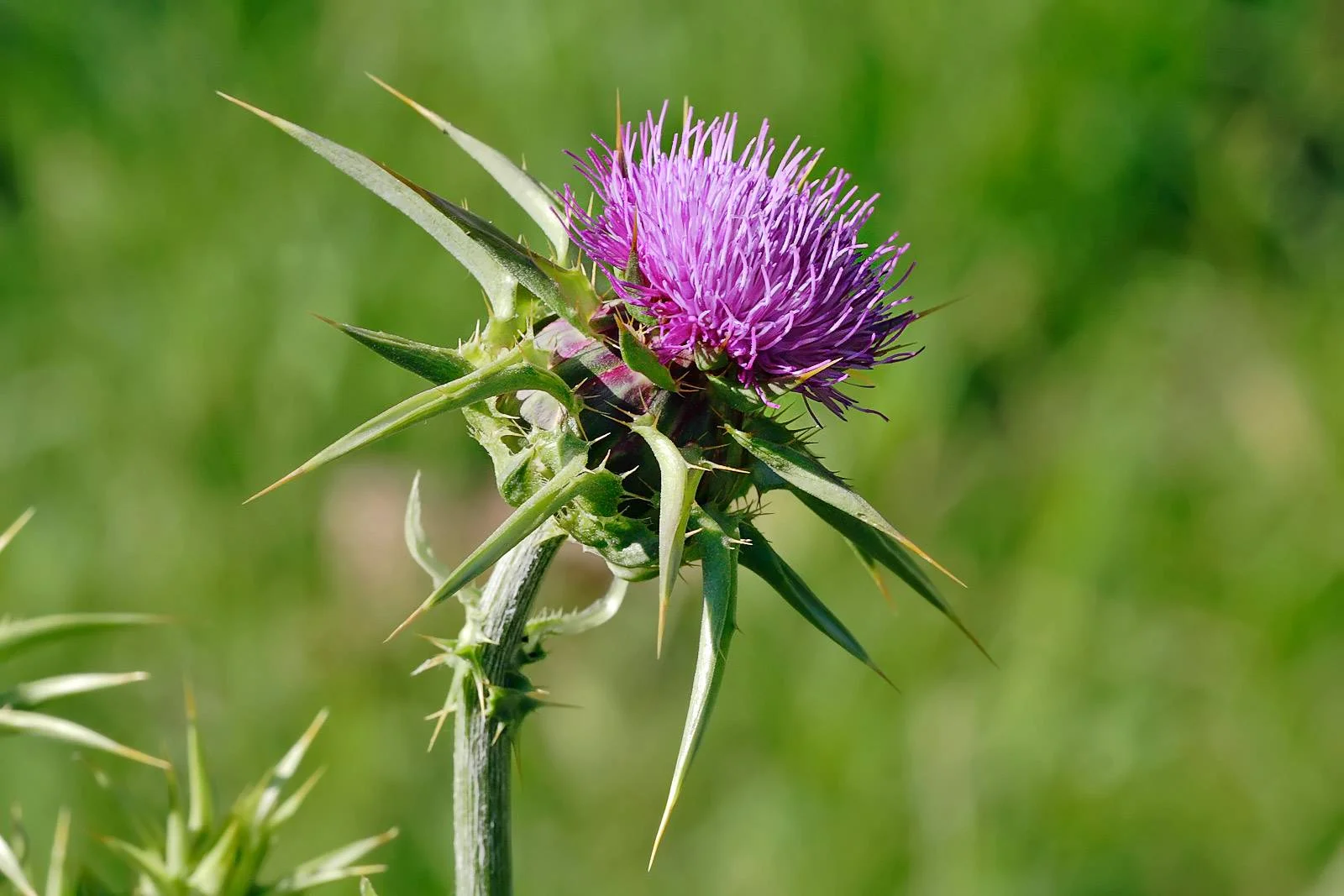 Milk_thistle_flowerhead.jpg