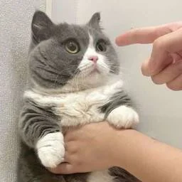 29268726.jpg