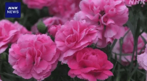Carnations that never fall off, used in prayers to pass the exam.