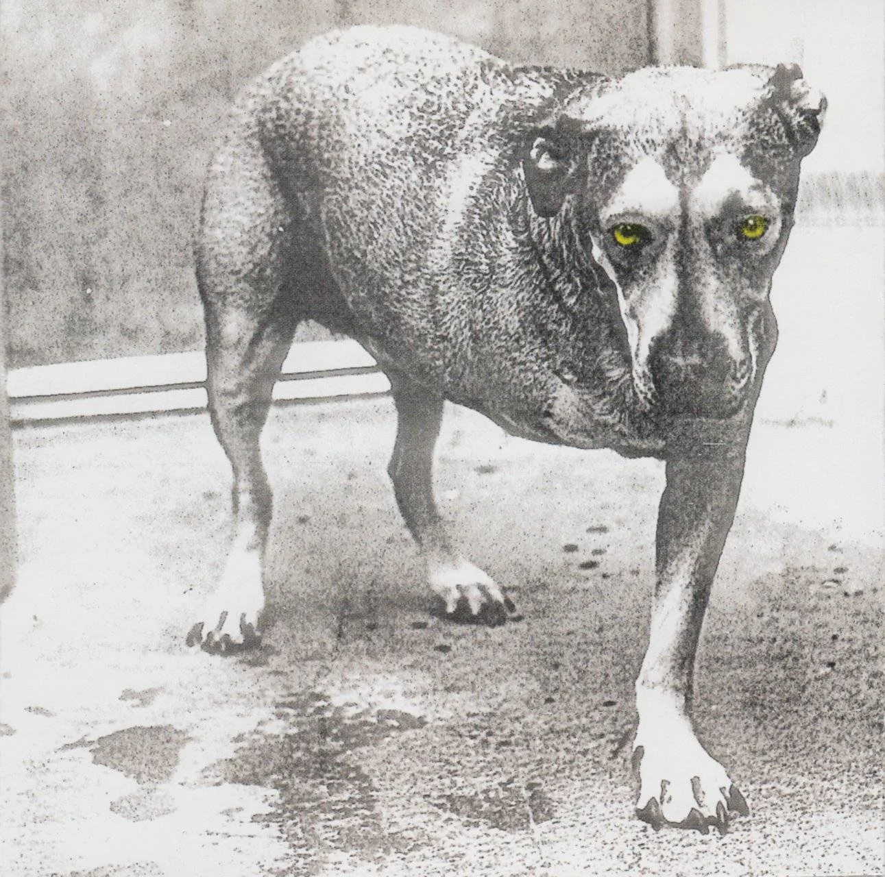 Alice In Chains - [ 1995 ] - Alice In Chains - [ FLAC (Tracks) + Scans ]