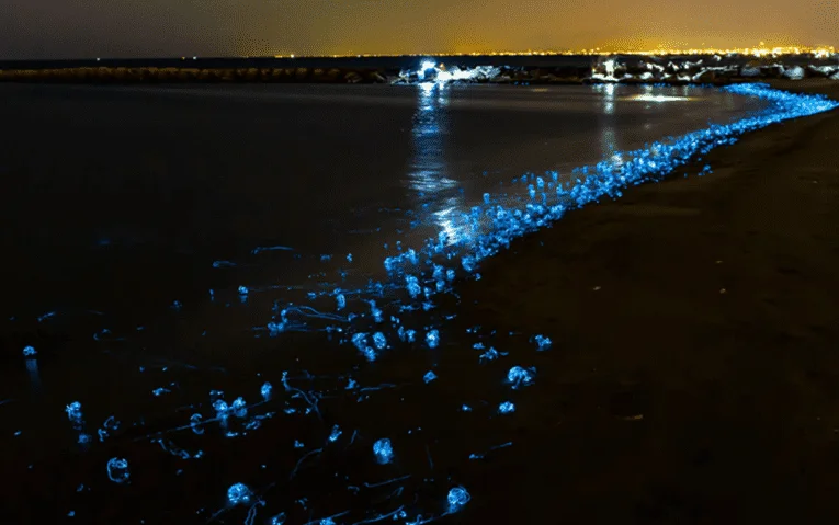 Lots of Firefly Squid shined along the coast of Niigata