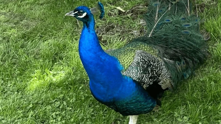 1712286063082.webp