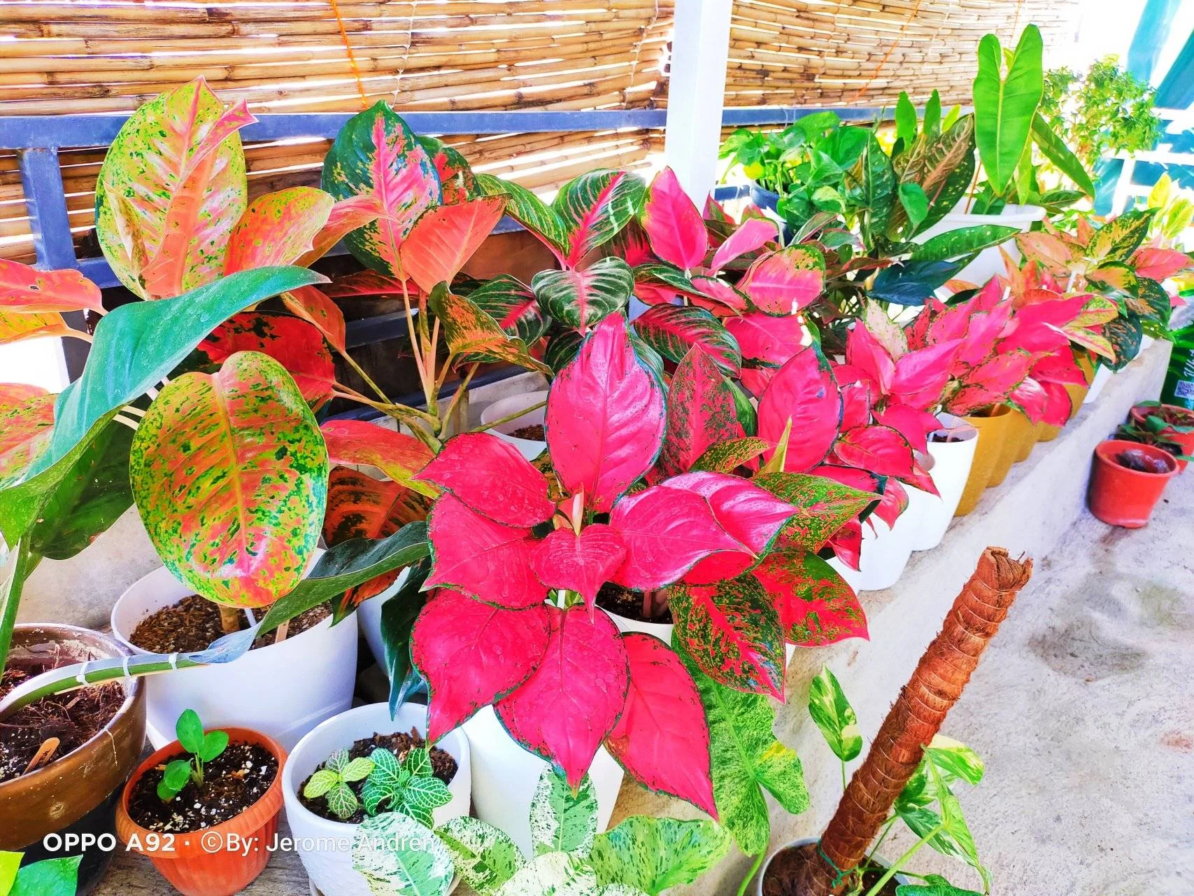 IMG_20220209_082250.webp