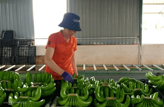 Vietnam surpasses Philippines as China's top banana supplier