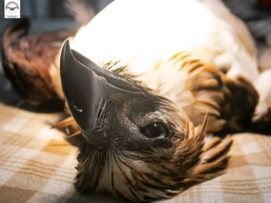 Philippine Eagle Foundation (PEF) mourns the death of Philippine Eagle Mangayon,