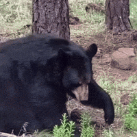 200.gif