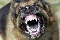 angry dog.webp