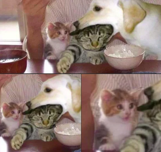 1729678315417.webp