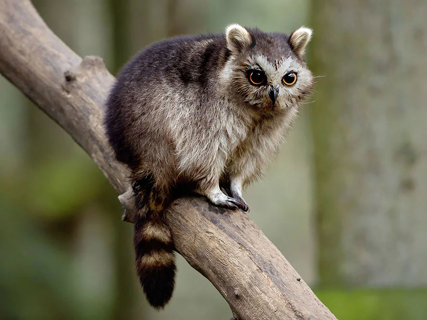 animal-hybrids-212.webp
