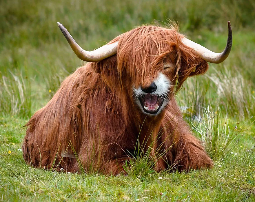 animal-hybrids-433.webp