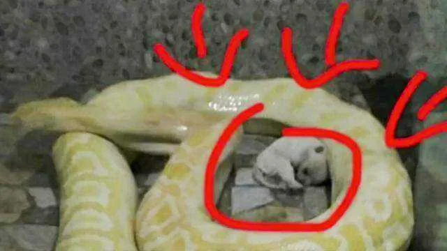 Chinese zoo to stop feeding live puppies to pythons