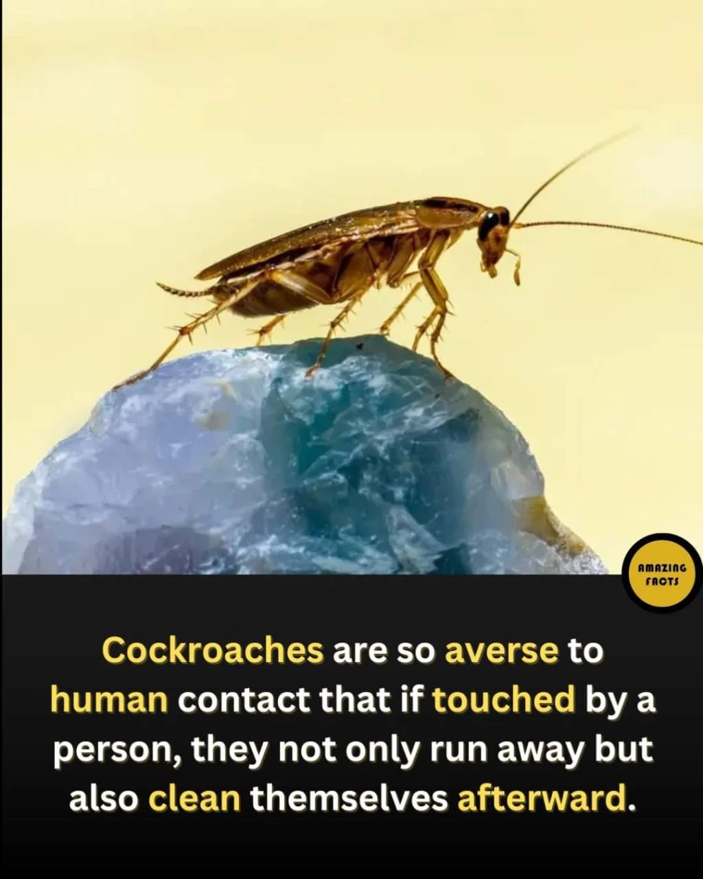 FB_IMG_1731655907046.webp