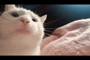 200.gif