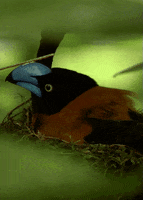 200.gif