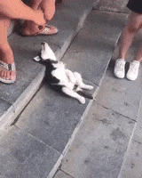 200.gif