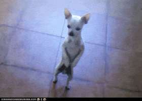 200.gif