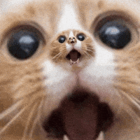 200.gif