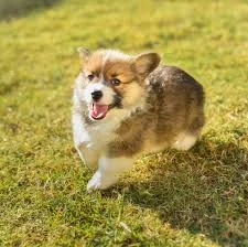 images (22).webp