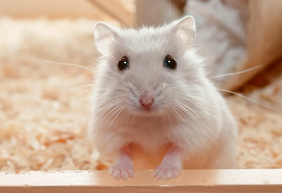 hamster-540188.webp