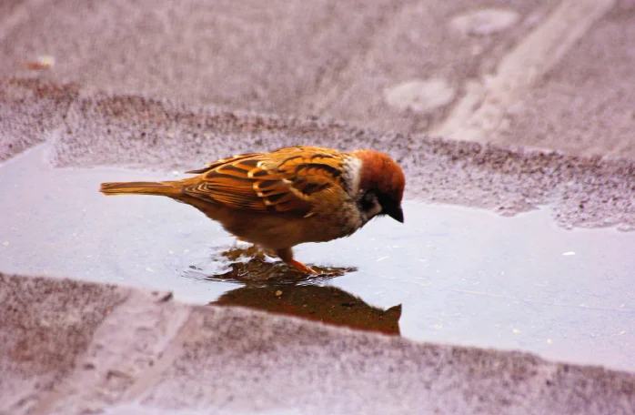 EurasianTreeSparrow2.webp