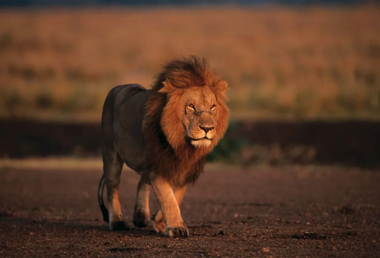 lion-Kenya-Masai-Mara-National-Reserve.webp