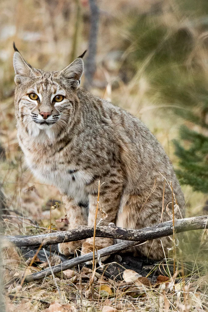 bobcat.webp