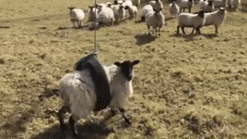 200.gif