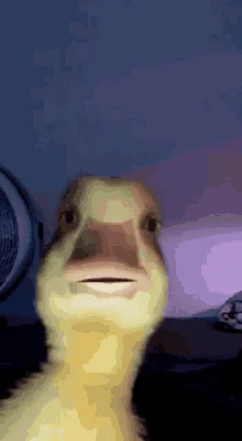 1734155141743.webp