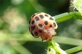 Untitled.webp
