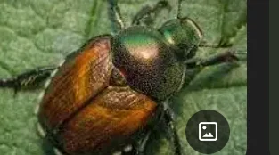 1734191214597.webp