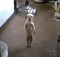 200.gif