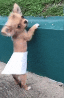 200.gif