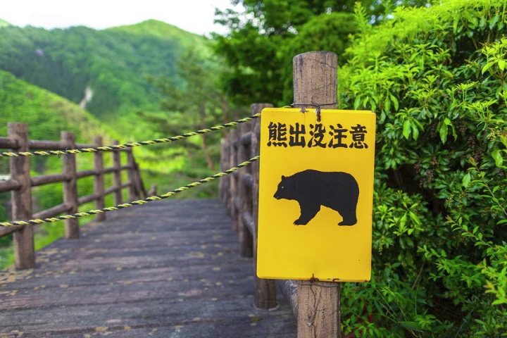 1735122186000.webp