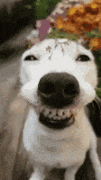 200.gif