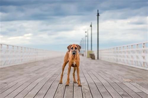fcd436749a909c5f26ed33a5fe0fb620.webp