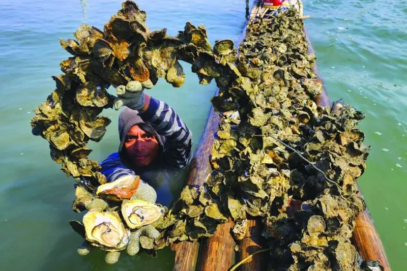 Talaba.webp