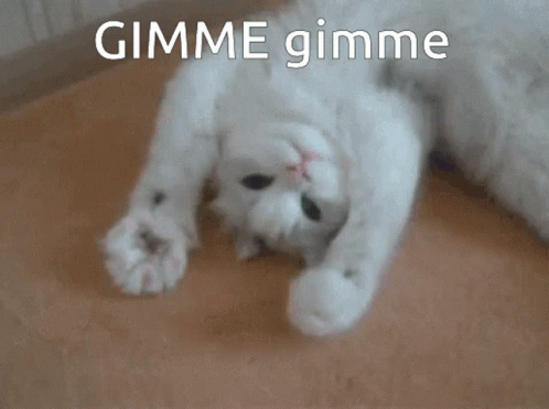 cat-cute.gif