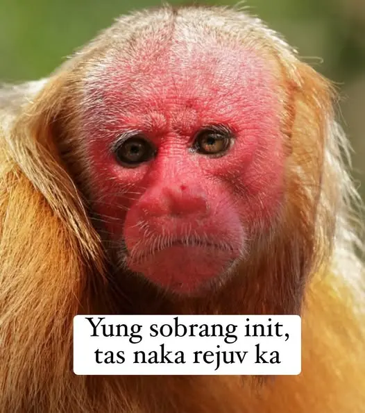 1741930729037.webp