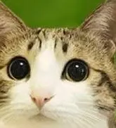 4b909d509f47c5082795ee0a49b83d37.webp