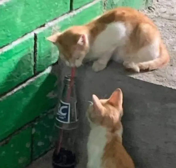 1745408575752.webp